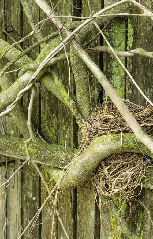 Preview: Garden Embrace In Spring: Bird'S Nest Tucked Between A Thick Climbing Plant With Lichens And A