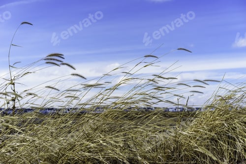 Preview: Environmental Study Of Prairie Restoration In The American Midwest: Tall Grass Bending In A Breeze