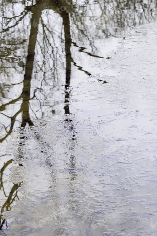 Preview: Creep Of Early Winter: Ice Forming On Surface Of Stream That Reflects Bare Trees In Woods, Northern