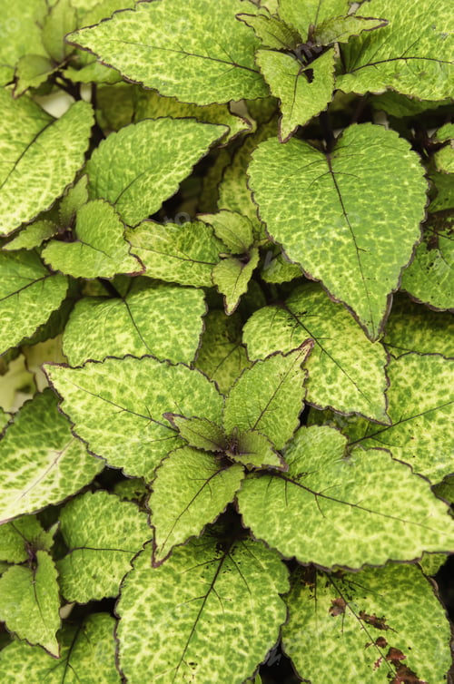 Preview: Green Cultivar Of Coleus (Botanical Name: Solenostemon Scutellarioides)