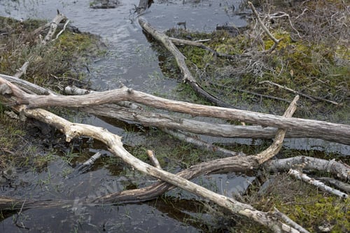 Preview: Collection Of Wooden Sticks In A Pile In Marshland In Springtime