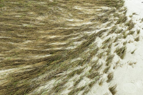 Preview: Dune Grass Abstract For Background Or Motif