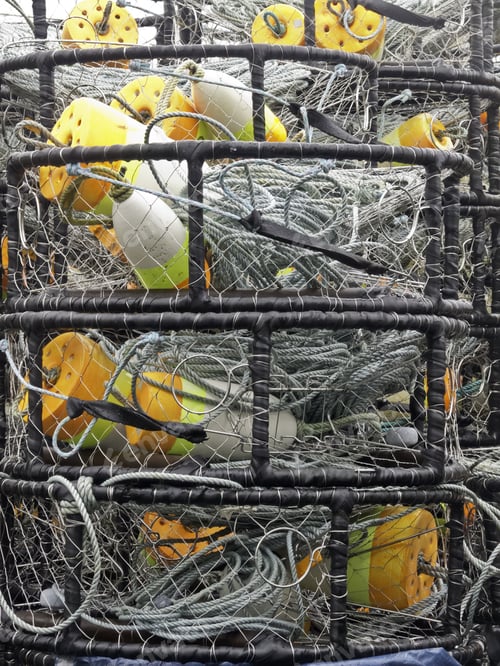 Preview: Stack Of Ring Crab Traps For Commercial Use, With Rope Lines And Colored Buoys, On A Rainy Day In