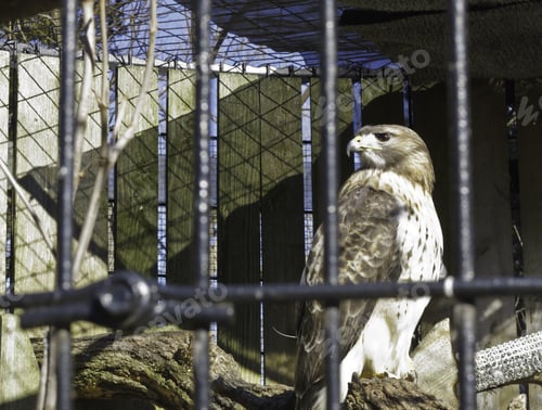 Preview: Red-Tailed Hawk (Scientific Name: Buteo Jamaicensis) In Rehabilitative Captivity Due To Some