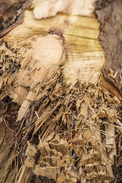 Preview: Detail Of A Splintered Tree Branch After A Storm