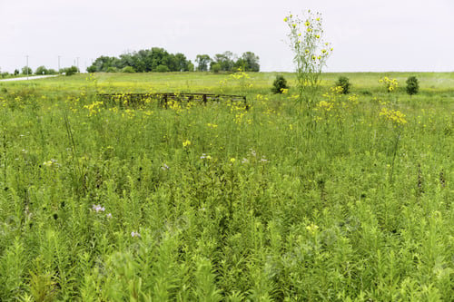 Preview: Prairie Restoration Area With Footbridge Partly Hidden By Wildflowers, Including Wild Bergamot