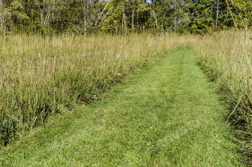 Preview: Grassy Green Path Curving Out Of Sight Through Prairie Restoration Area By Woods In Autumn