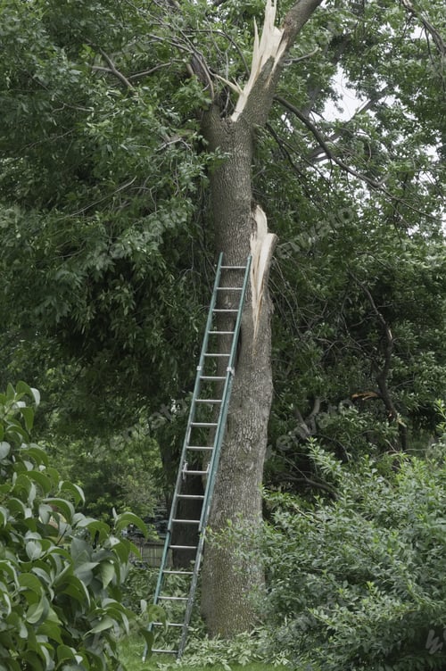 Preview: After The Storm: Extension Ladder Propped Against Trunk Of Tree Severely Damaged By High Winds