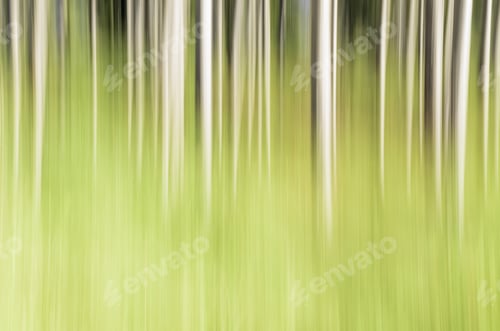 Preview: Abstract Of Pine Trees: Painterly In-Camera Motion Blur Of A Stand Of Pines Seeming To Rise From