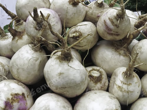 Preview: Turnips (Botanical Name: Brassica Rapa Subsp. Rapa) On Display At Farmer'S Market, June In Northern