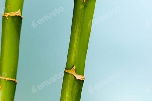 Preview: Lucky Bamboo With Blue Background.