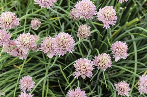 Preview: Flowers Of Chives, A Common Herb Popular In Foods, In Spring Garden
