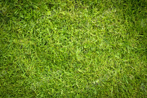 Preview: Freshly Cut Grass Detail