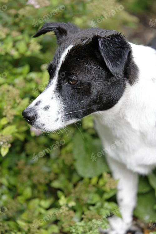 Preview: Young Puppy Dog In The Garden Looking Inquisitive.