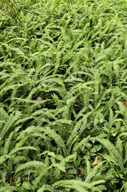 Vista previa: Fern Profusion