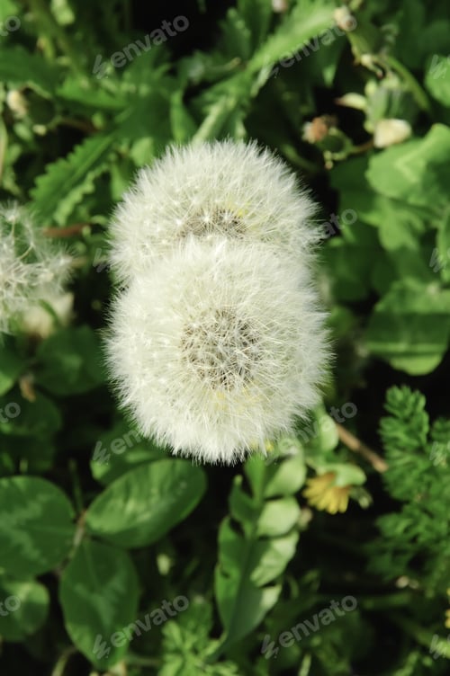 Preview: Two Dandelion Parachute Balls (Botanical Name: Taraxacum Officinale) In A Field