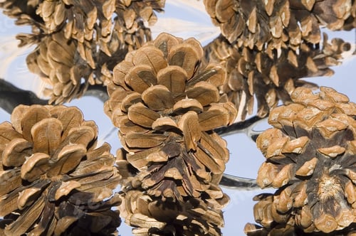 Preview: Pinecones On Reflective Surface