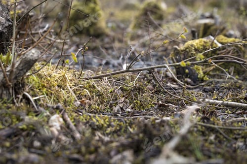 Preview: New Shoots Growing In Marshland In Springtime
