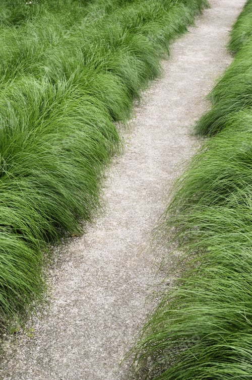 Preview: Designed For A Stroll: Path Of Crushed Stone Through Luxuriant Ornamental Grass In Spring Garden