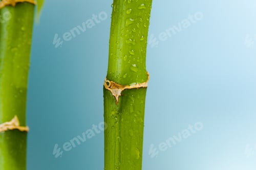 Preview: Lucky Bamboo On Blue.