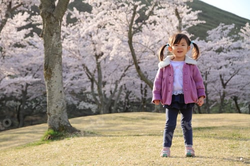 Preview: Japanese Girl And Cherry Blossoms (3 Years Old)