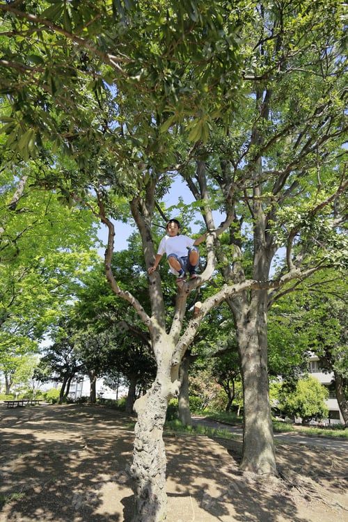 Preview: Japanese Boy Climbing The Tree (Fifth Grade At Elementary School)
