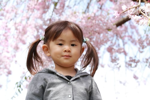 Preview: Japanese Girl And Cherry Blossoms (2 Years Old)