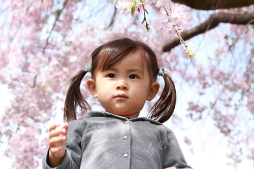 Preview: Japanese Girl And Cherry Blossoms (2 Years Old)