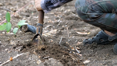 Preview: Hand Of Male Digs Soil Plant A Tree. Conservation Natural Environment