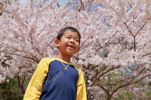 Preview: Japanese Boy And Cherry Blossoms (Third Grade At Elementary School)