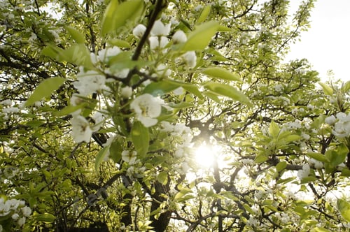Preview: Spring Fresh Green Forest, Sunny Day