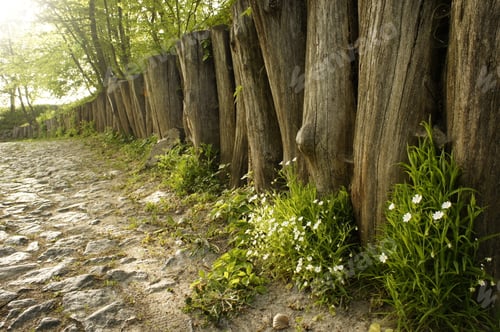 Preview: Spring Fresh Green Forest, Sunny Day