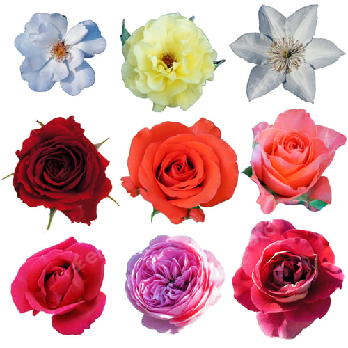 Preview: Set Of Beautiful Roses, Flowers, Isolated On A White