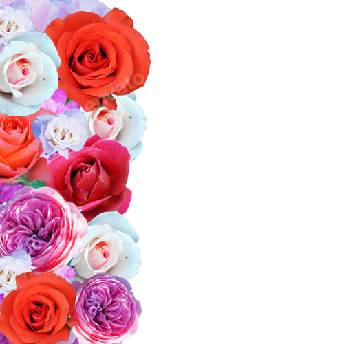 Preview: Set Of Beautiful Roses, Flowers, Isolated On A White