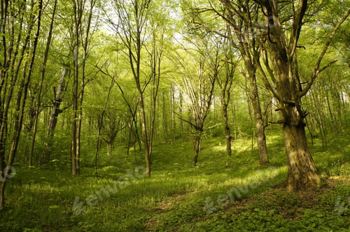 Preview: Spring Fresh Green Forest, Sunny Day
