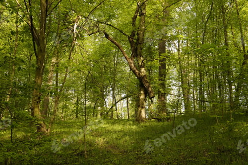 Preview: Spring Fresh Green Forest, Sunny Day