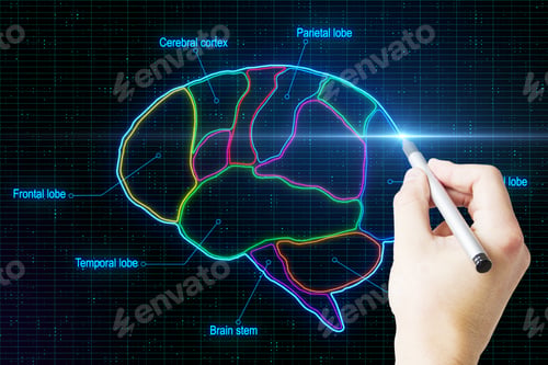 Preview: Man Hand With Pen Drawing Digital Human Brain Devided By Lobes At Abstract Background.