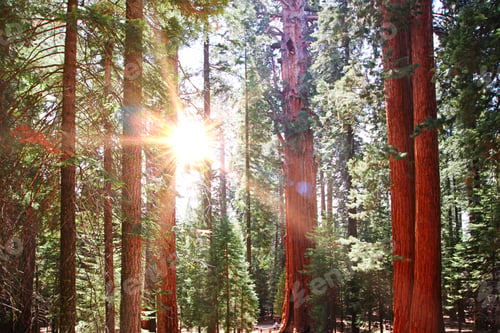Preview: General Sherman Tree In Sequoia National Park, California
