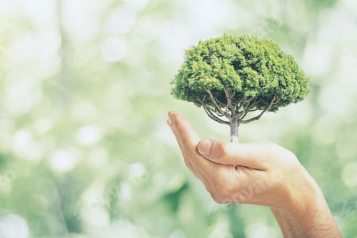 Preview: Male Hand Holding Tree On Blurry Green Outdoor Bokeh Background. Eco Friendly Concept