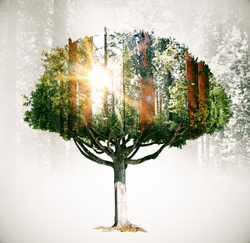 Preview: Abstract Tree Silhouette On Forest Background. Double Exposure. Eco Concept