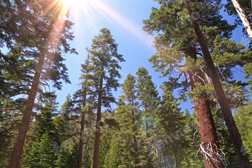 Preview: Trunks Of Giant The Sequoias