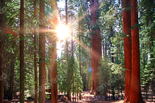 Preview: Beautiful Sequoia Forest In Sun Rayes