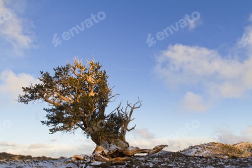 Preview: Bristlecone Pine Forest And Blue Sky