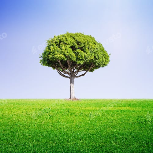 Preview: Green Summer Field With Big Tree