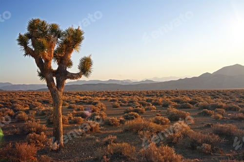 Preview: Beautiful Desert At Sunset With Three
