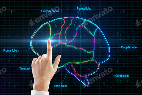 Preview: Man Finger Touching Digital Human Brain Devided By Neon Lines On Lobes At Abstract Background.