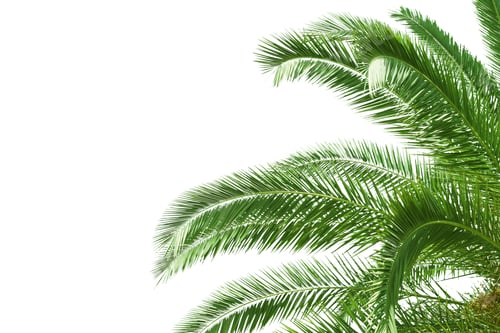 Preview: Palm Tree Leaves On White Background