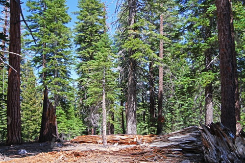 Preview: Beautiful Wild Forest, Close Up