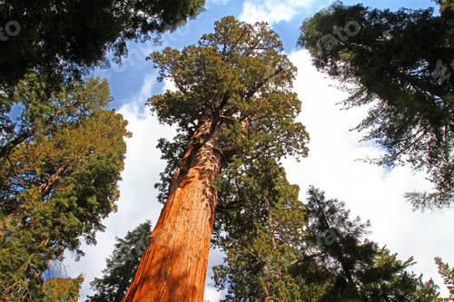 Preview: General Sherman Tree In Sequoia National Park, California