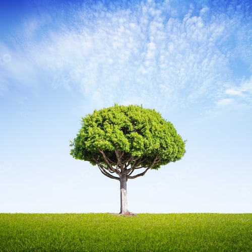 Preview: Green Summer Field With Big Tree